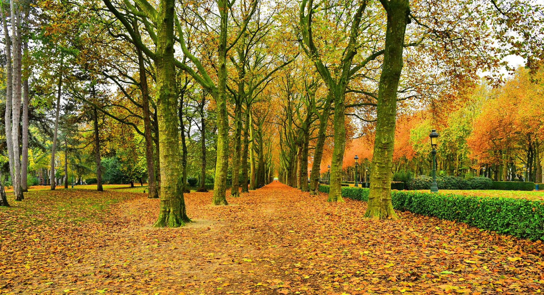 Allée bordée de grands arbres au parc Élisabeth en automne